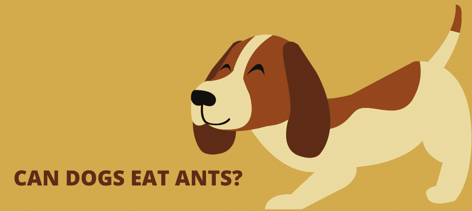 Can Dogs Eat Ants?