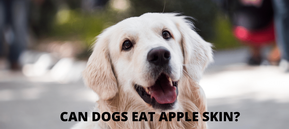Can Dogs eat apple skin?