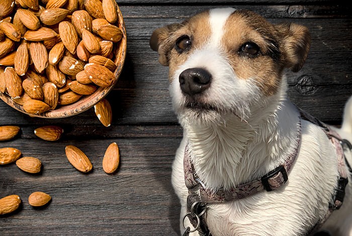 Can Dogs eat Almonds?