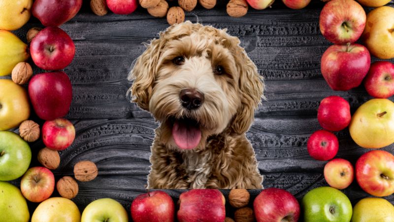 Can Dogs Eat Apples