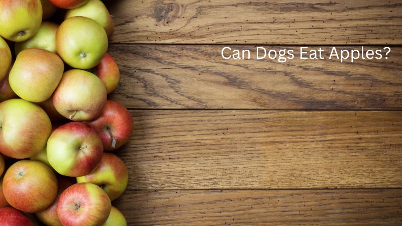 Can Dogs Eat Apples