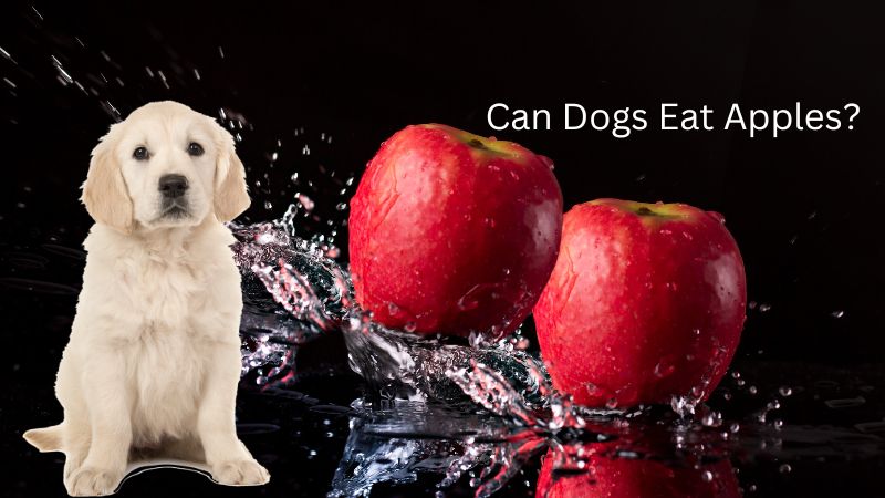 Can Dogs Eat Apples?Tips for Feeding Dogs Apples