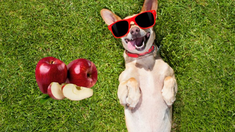 Can Dogs Eat Apples