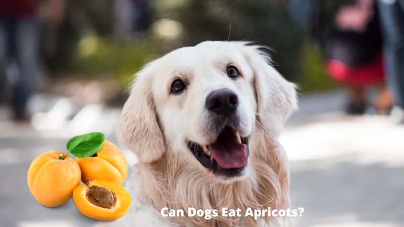 Can Dogs Eat Apricots 