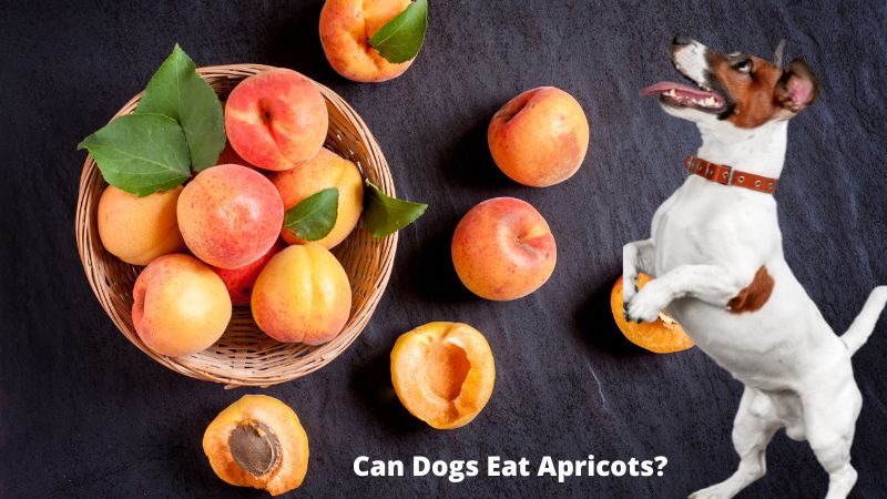 Can Dog Eats Apricoats? Benefits, Risks 2024