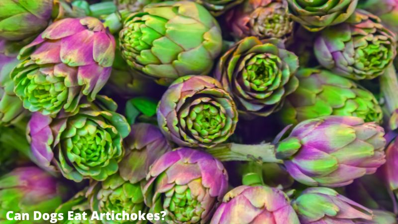 Can Dogs Eat Artichokes