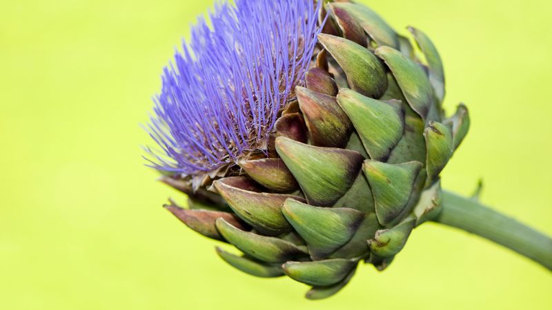 Can Dogs Eat Artichokes 