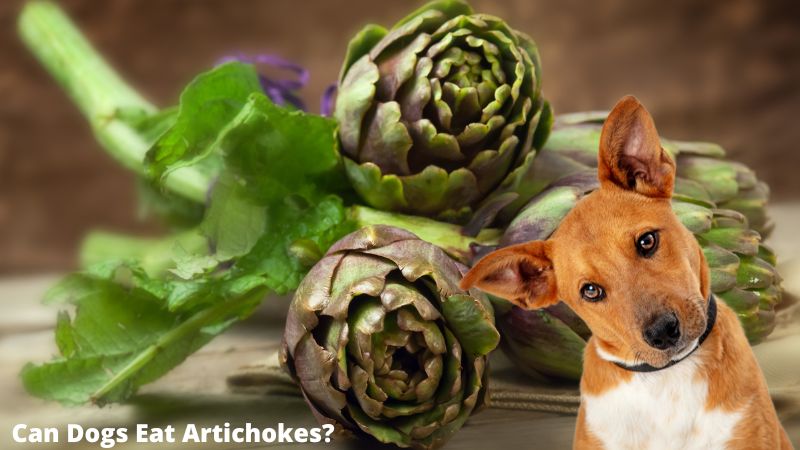 Can Dogs Eat Artichoke?A Comprehensive Guides