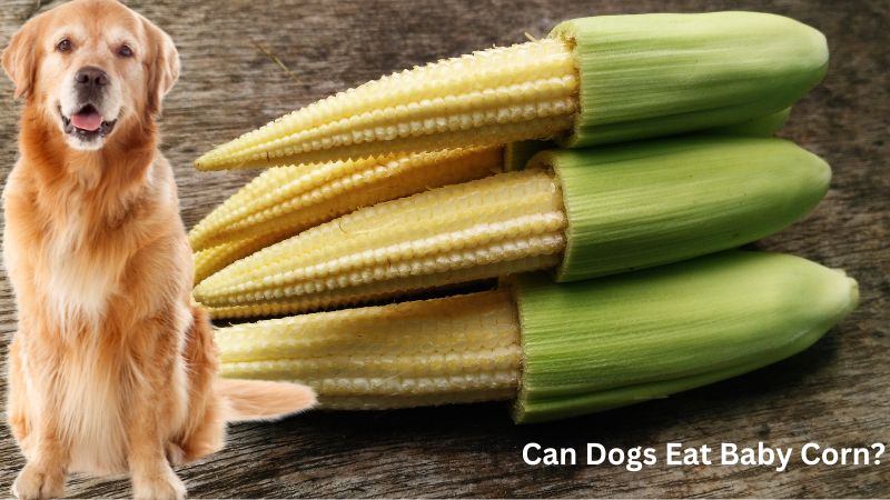 Can Dogs Eat Baby Corn?Health Benefits and Risks