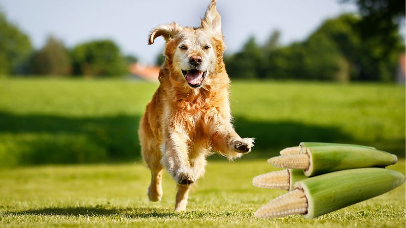 Can Dogs Eat Baby Corn