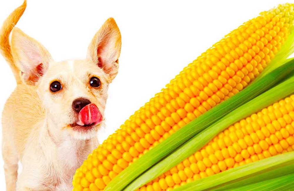 Can dogs eat baby corn?