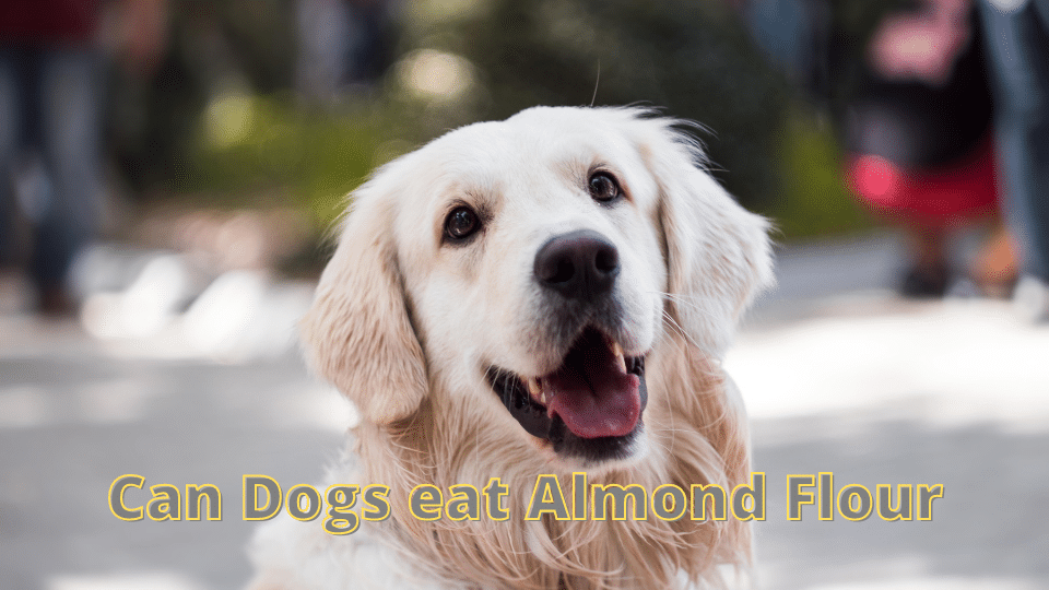 Can Dogs eat Almond Flour?Benefits and Health Risks