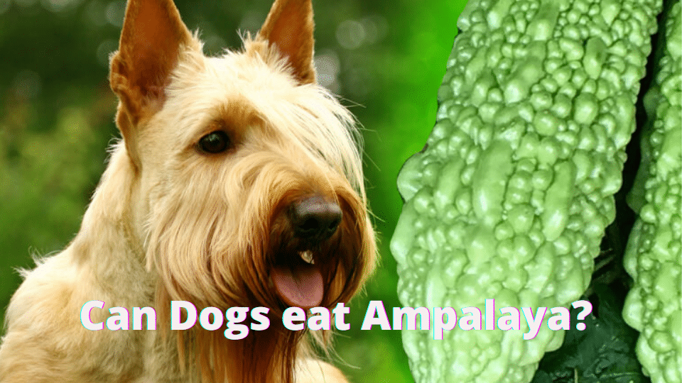 Can Dogs eat Ampalaya?