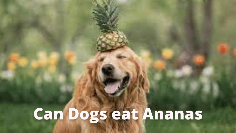 Can Dogs eat Ananas?