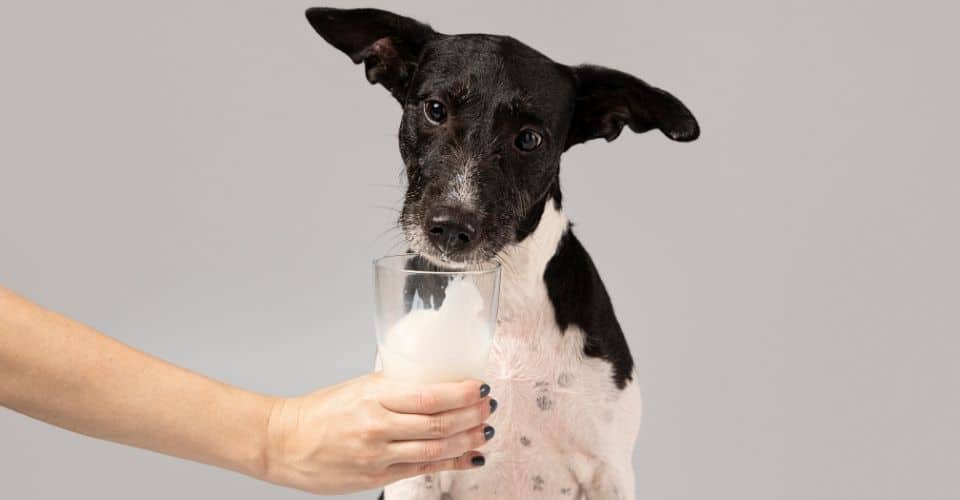 CAN DOGS DRINK ALMOND MILK?