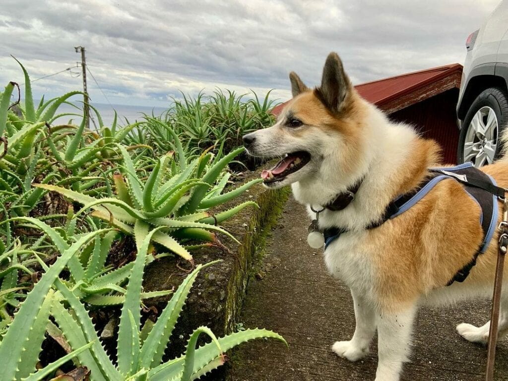 Can Dogs Eat Aloe Vera?VetVerified Nutrition Facts & FAQ Benefits And