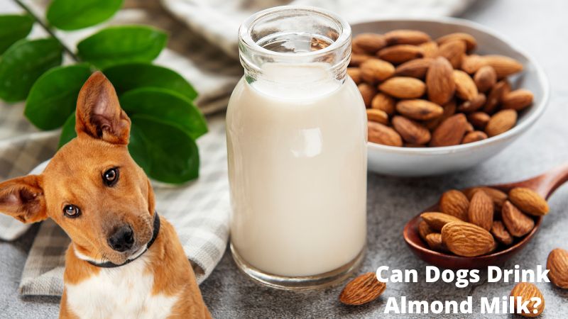 Can Dogs Drink Almond milk?