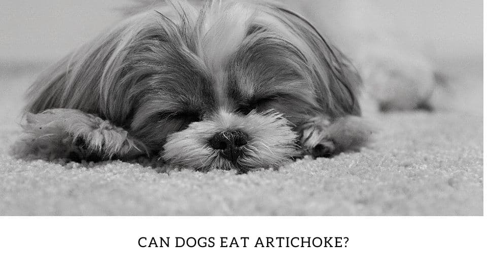 Can Dogs Eat Artichoke?