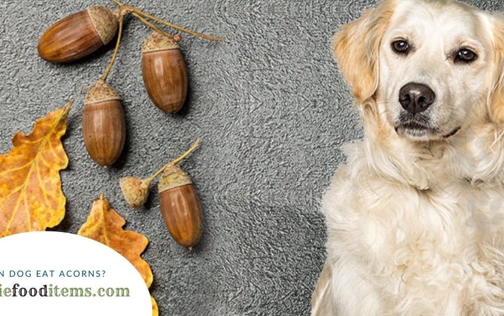 Can Dogs Eat Acorns?