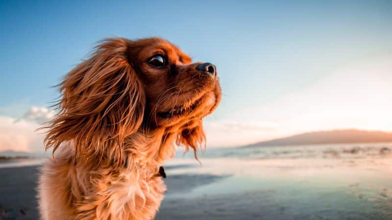 Can Dogs Eat Watercress?