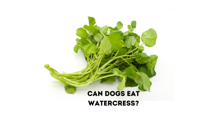 Can Dogs Eat Watercress?