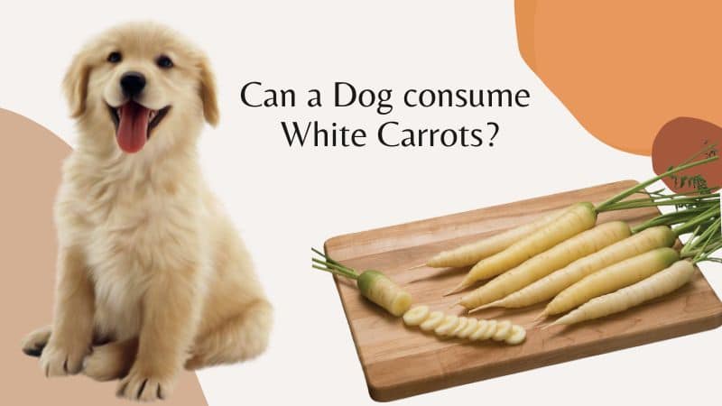 Can a dog consume white carrots?