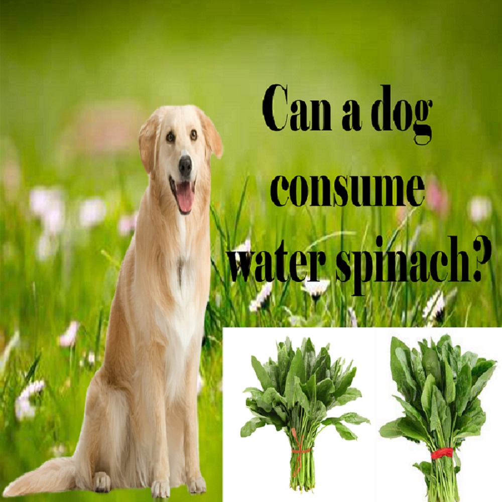 Can a dog consume water spinach?