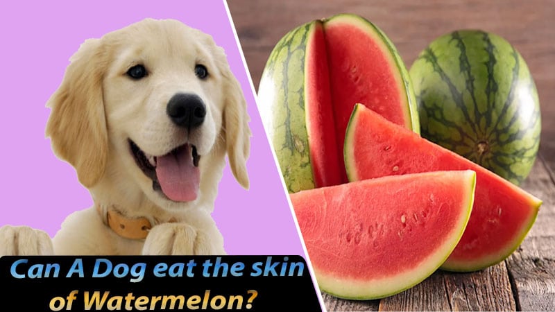 Can a dog eat the skin of a watermelon?
