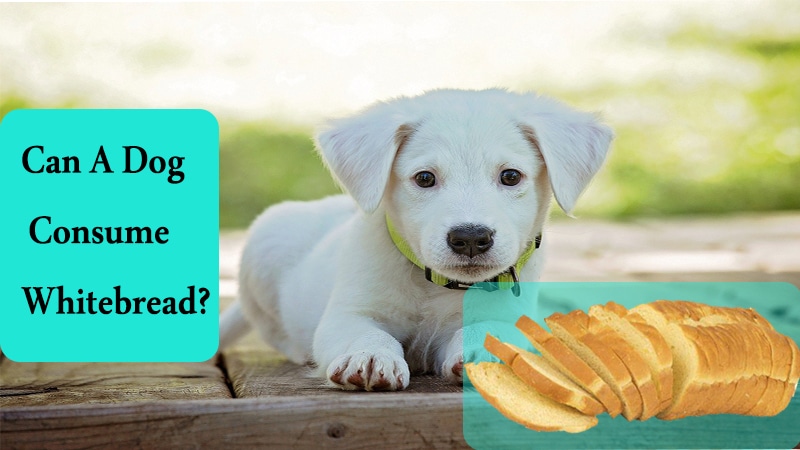Can a dog consume white bread?