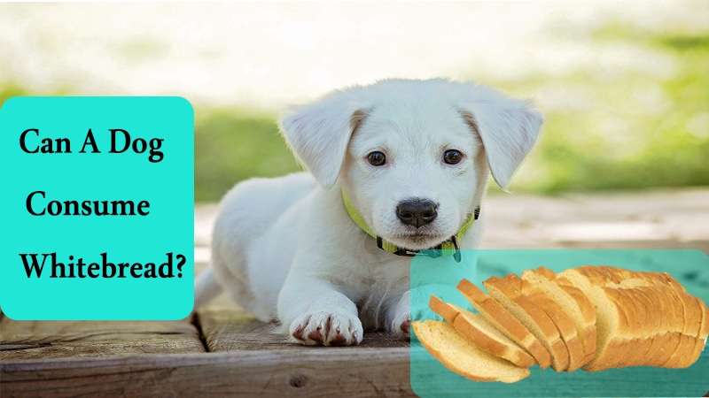 Can a dog consume white bread