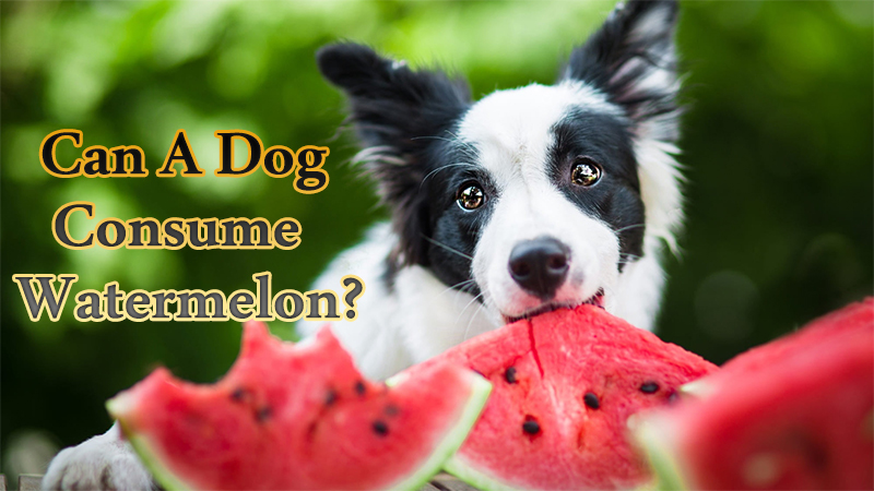 Can a dog consume watermelon?