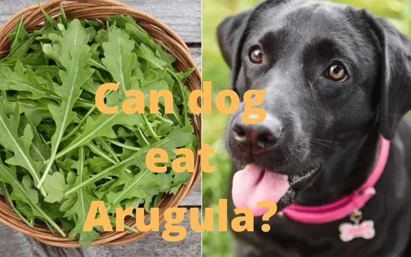Can dog eat Arugula?