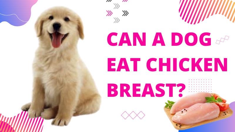 Can a dog eat chicken breast?Facts You Need to Know