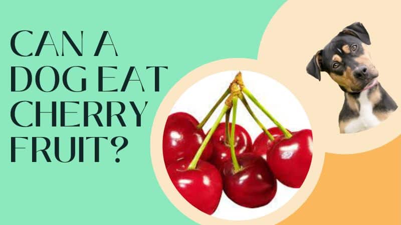 Can a dog eat cherry fruit?