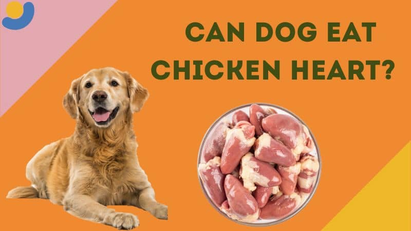 Can a dog eat chicken heart?