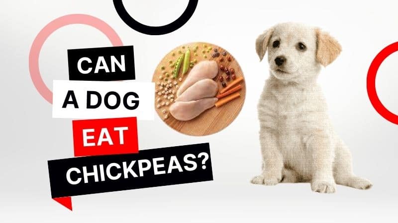 Can dogs eat chickpeas?
