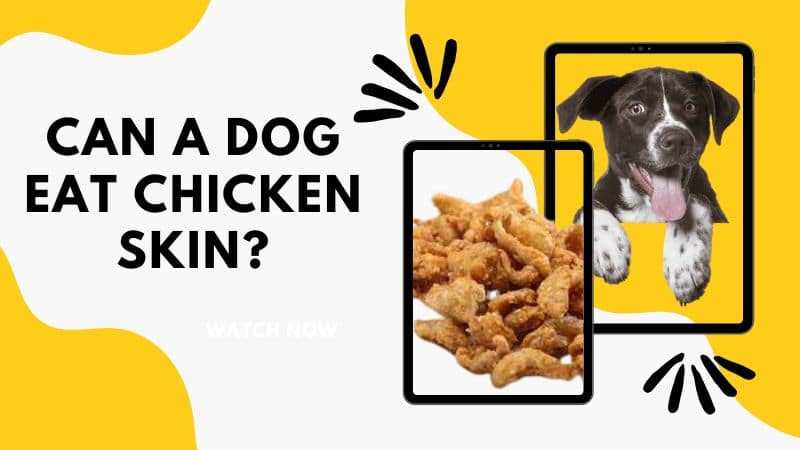 Can a dog eat chicken skin?