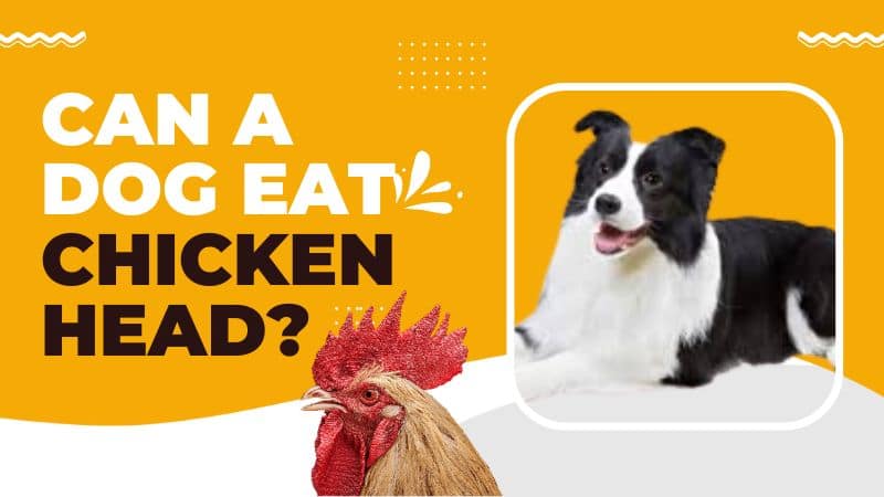 Can a dog eat a chicken head?