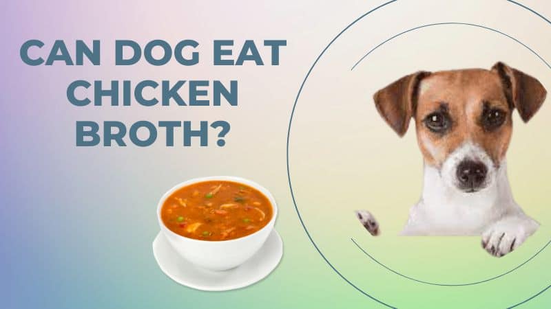 Can dogs eat chicken broth?