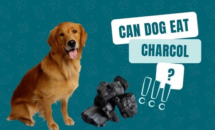 Can a dog eat Charcoal?