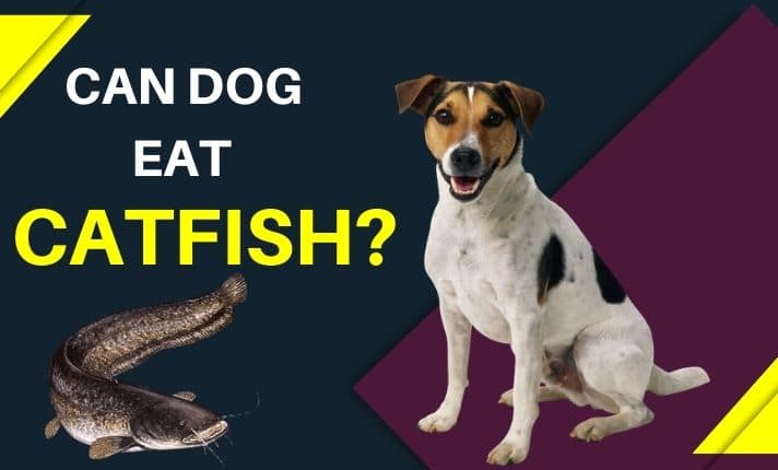 Can dogs eat Catfish?