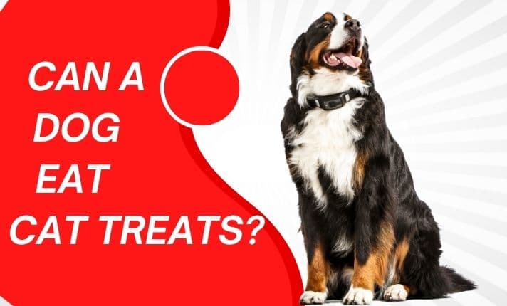 Can a dog eat cat treats?