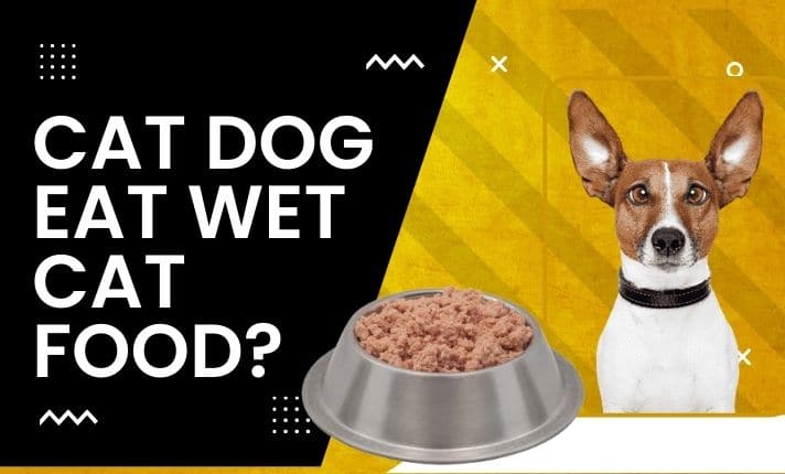 Can a dog eat wet cat food?