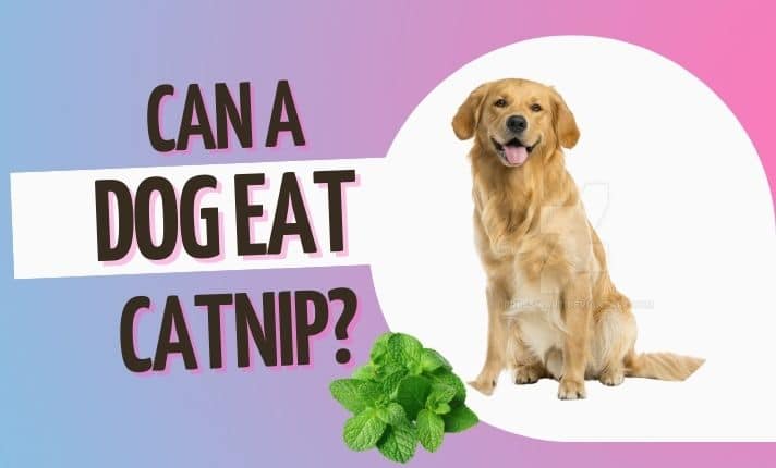 Can a dog eat Catnip?
