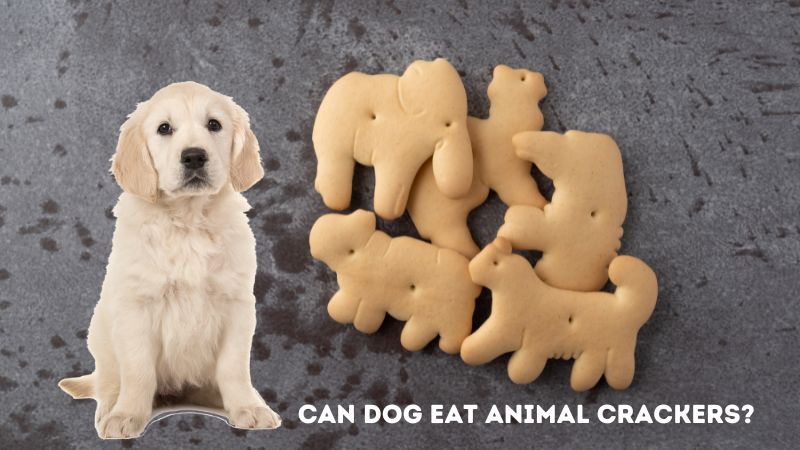 Can Dog Eat Animal Crackers