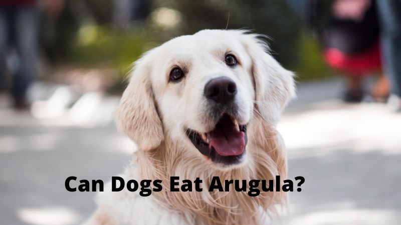 Can Dogs Eat Arugula 