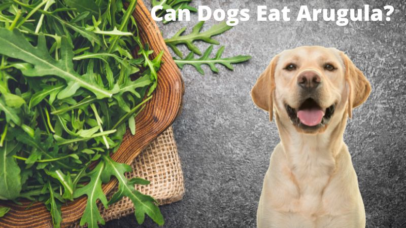 Can Dogs Eat Arugula?