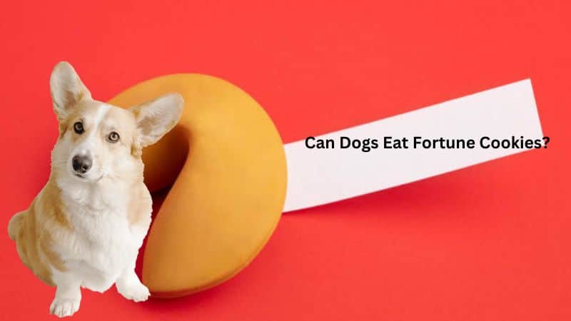 Can Dogs Eat Fortune Cookies