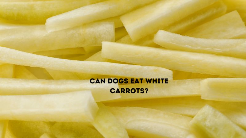 Can Dogs Eat White Carrots