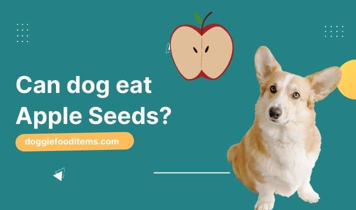 Can Dogs Eat Apple Seeds? Benefits And Risk - Doggie Food Items